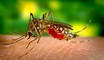El virus chikungunya ya llega a EE.UU.