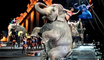 Elefanta escapa de circo en Alemania y mata a un hombre 