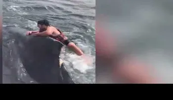 Arriesga su vida para salvar a una ballena
