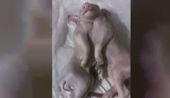  Nace en Pinar del Río un cerdo con una cabeza y dos cuerpos 
