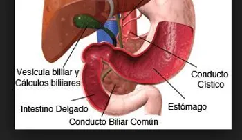 Limpieza del Hígado