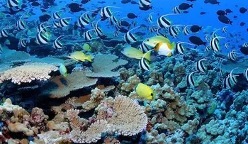 Los corales del Caribe pueden desaparecer en 20 años
