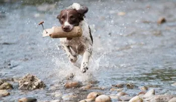 Así puedes lograr que tu perro sea más obediente