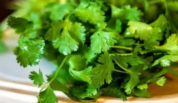 5 poderosos beneficios del cilantro; para el colesterol, la salmonella y diabetes