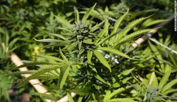 10 enfermedades para las que la marihuana medicinal podría ser beneficiosa