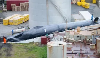 Balleneros de Islandia matan a una ballena azul, dicen los activistas; es la primera de esta especie cazada en 40 años