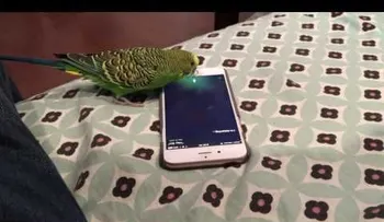Un periquito se hace amigo del ayudante virtual Siri