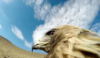 Así se ve "en directo" cómo un águila caza a un zorro en el desierto
