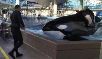 Tilikum, la orca de SeaWorld, está gravemente enferma
