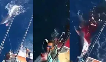 Los "niños ricos" que indignan a México: así balearon a un tiburón tigre hasta matarlo