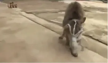 La divertida pelea entre un gato y un calamar. ¿Quién gana? (Video)