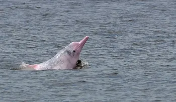 En Colombia estarían cazando delfines rosados para vender su aceite