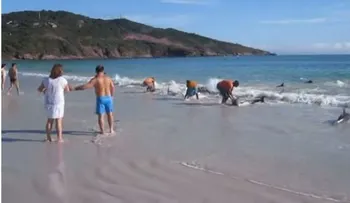 Un día normal en la playa apareció esto (Video)