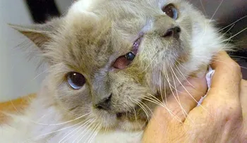Muere gato de dos caras a los 15 años 