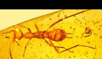 Hallan un insecto "extraterrestre" atrapado en ámbar que vivió hace 100 millones de años (VIDEO)