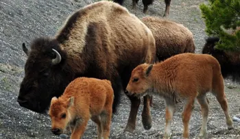 El triste final de un bisonte bebé al que unos turistas sacaron de su hábitat