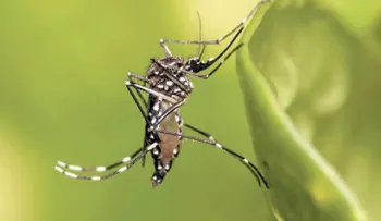 Salud Miranda en alerta epidemiológica ante aparición de virus Mayaro