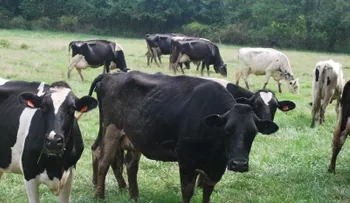 La Altagracia concentra más de 215,000 cabezas de ganado y lidera producción de carne y leche