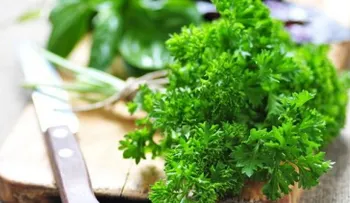 8 increíbles beneficios del perejil para la salud