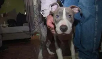 Pit bull evita violación de mujer en parque de Brooklyn