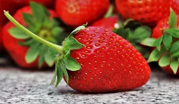 Las fresas son tu mejor aliado para librarte de la grasa y el colesterol; 6 grandes beneficios