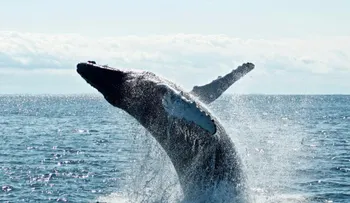 Piden reforzar protección de ballenas y delfines