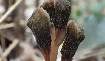 Descubren en Japón una planta que existe contra las leyes de la naturaleza