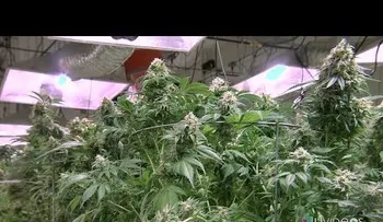 DENVER  En Colorado, fiesta de marihuana es oficial