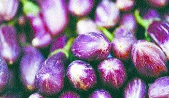Unión Europea permitirá exportación de "cundeamor" y "berenjenas" de RD
