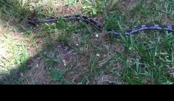 Una serpiente se enfurece cuando una mujer trata de filmarla 