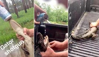 Arrestan en California a dos jóvenes que obligaron a un lagarto a tomar cerveza y lo compartieron en redes