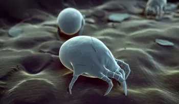 ¿Sabes cuántos ácaros habitan en tu cama? 