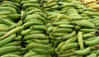 Agricultura asegura veda de Haití a 33 productos de RD es un rumor