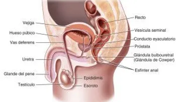 Descubre el secreto para curar el cáncer