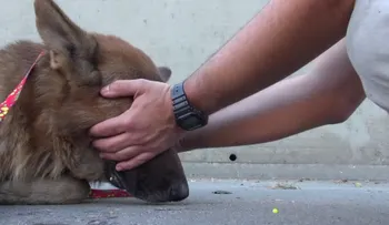 Intenta salvar a este perro Pastor Alemán y mira lo que pasa (Video) 