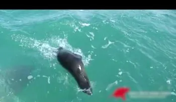 Impactante: Un tiburón devora una foca de un mordisco