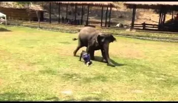 Un elefante nunca olvida a un amigo