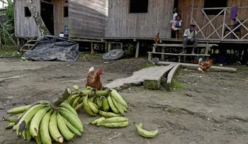 Denuncian desplazamiento masivo en el Chocó por parte de grupos paramilitares