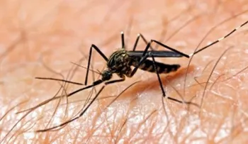 Niño muere por dengue, y sus padres dicen hubo negligencia médica