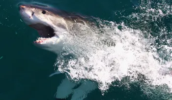 2015 fue el año con más ataques de tiburón de toda la historia
