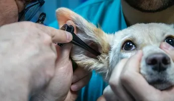 ¡Cuidado! Estas medicinas para humanos son nocivas para las mascotas