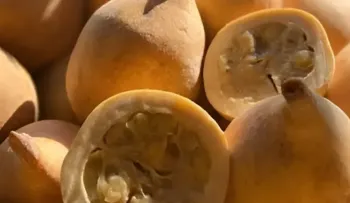 El árbol de la jagua: beneficios para la salud y su aporte a los sistemas agroforestales