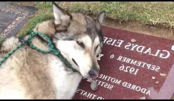 Emocionante: Un perro llora sobre la tumba de su dueña (VIDEO)