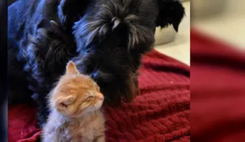 Perra dona sangre para salvarles la vista a dos gatitos