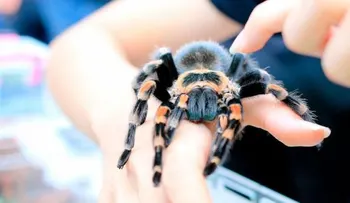 El veneno de tarántula alivia el dolor por quemaduras