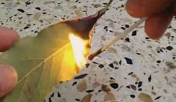 Quema una hoja de laurel en la casa y sabrás la increíble razón...