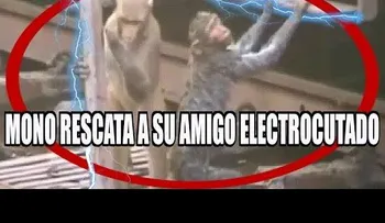 Salva a su amigo mono electrocutado 