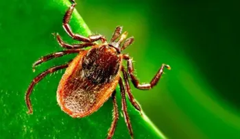 Identifican nueva especie de Borrelia que causa enfermedad de Lyme