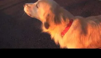 Video: Perro imitando el sonido de una sirena de ambulancia