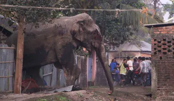Un elefante salvaje causa conmoción en una ciudad india
